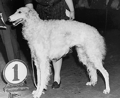 Top American Bred Borzoi 1960